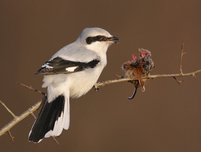 <i class='fa fa-user'></i>&nbsp;thijsglastra&nbsp;|   Klapekster&nbsp; <i class='fa fa-eye'>&nbsp;1001</i> &nbsp;<i class='fa fa-thumbs-up'>&nbsp;34</i> &nbsp; <i class='fa fa-comment-o'>&nbsp;26</i>