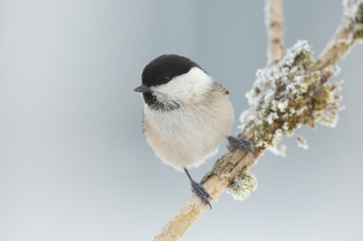 <i class='fa fa-user'></i>&nbsp;Annie Keizer&nbsp;|   Matkop&nbsp; <i class='fa fa-eye'>&nbsp;342</i> &nbsp;<i class='fa fa-thumbs-up'>&nbsp;4</i> &nbsp; <i class='fa fa-comment-o'>&nbsp;4</i>