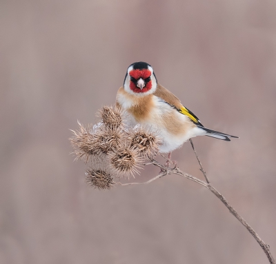 Ik heb al wat foto's gemaakt van de putter. Logisch ook, het is mijn favoriete (zang)vogel.

Deze vindt ik persoonlijk dan een van de betere vanwege het licht, kleuren en vooral de boze blik recht in de lens.

Nog een maandje of 2 en dan kan ik ze hopelijk weer fotograferen in de appel/kersen/perenbloesem.

DC-G9 + 100-400, uit de hand.