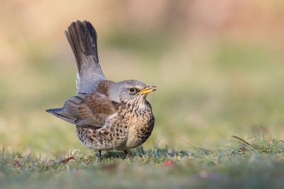 Uit verveling nog maar eens een kramsvogel. Ik heb de laatste weken niet veel ander zinnigs gefotografeerd en zit voorlopig thuis met een gebroken pols dus nog maar es een kramsvogel.