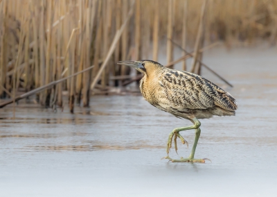 <i class='fa fa-user'></i>&nbsp;Rob wijn&nbsp;|   Roerdomp&nbsp; <i class='fa fa-eye'>&nbsp;591</i> &nbsp;<i class='fa fa-thumbs-up'>&nbsp;15</i> &nbsp; <i class='fa fa-comment-o'>&nbsp;18</i>