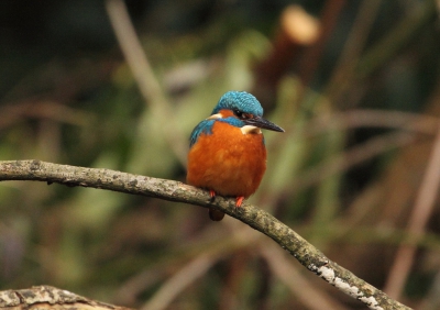 Voor het eerst sinds jaren weer een foto van mij. Een van de ijsvogels die ik heb kunnen fotograferen. Ze waren tamelijk tam door de kou. Dit exemplaar bleef het mooist zitten.
