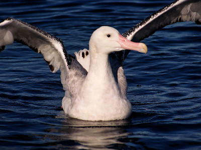 Deze joekel maakt zich groot (ja, nog groter dus) om de andere albatrossen/vogels die om hem heen zitten te imponeren. Albatrossen hebben veel te lijden van de 'long-line' visserij, zie www.savethealbatross.net.