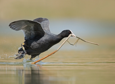 De kwaliteit van het riet luisterde blijkbaar nauw want de meerkoet haalde het van ver. Soms zwom deze rustig, af en toe werd er een sprintje getrokken zoals hier en kwam af en toe ook nog redelijk dichtbij.