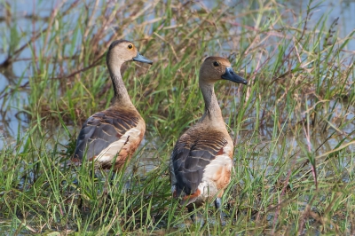 <i class='fa fa-user'></i>&nbsp;martin lok&nbsp;|   Indische Fluiteend&nbsp; <i class='fa fa-eye'>&nbsp;205</i> &nbsp; <i class='fa fa-comment-o'>&nbsp;0</i>