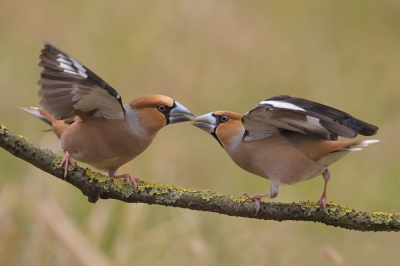 <i class='fa fa-user'></i>&nbsp;Johan G&nbsp;|   Appelvink&nbsp; <i class='fa fa-eye'>&nbsp;544</i> &nbsp;<i class='fa fa-thumbs-up'>&nbsp;5</i> &nbsp; <i class='fa fa-comment-o'>&nbsp;8</i>