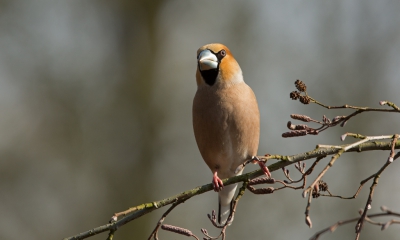 Een heerlijke week doorgebracht in Drenthe. Meteen een voederplaats ingericht. Bij het huisje daarna zeer veer vogeltjes. Helaas geen appelvink daar. Gelukkig had ik een afspraak bij iemand in de buurt. Die had in eigen tuin geregeld een fraaie groep appelvinken.