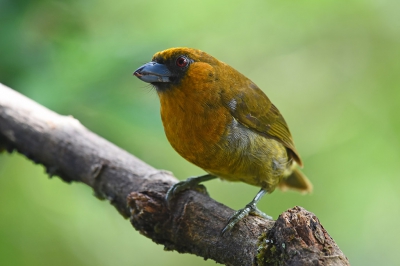 <i class='fa fa-user'></i>&nbsp;janusjansen&nbsp;|   Tandsnavelbaardvogel&nbsp; <i class='fa fa-eye'>&nbsp;254</i> &nbsp;<i class='fa fa-thumbs-up'>&nbsp;2</i> &nbsp; <i class='fa fa-comment-o'>&nbsp;7</i>