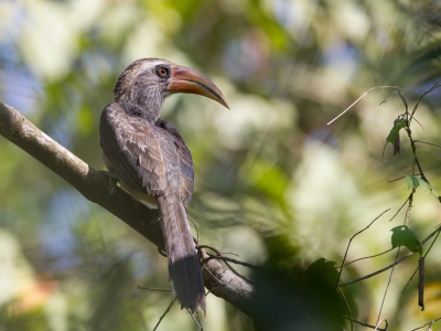 <i class='fa fa-user'></i>&nbsp;Paul van Giersbergen&nbsp;|   Malabartok&nbsp; <i class='fa fa-eye'>&nbsp;224</i> &nbsp; <i class='fa fa-comment-o'>&nbsp;2</i>