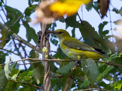 <i class='fa fa-user'></i>&nbsp;Paul van Giersbergen&nbsp;|   Indiase Wielewaal&nbsp; <i class='fa fa-eye'>&nbsp;220</i> &nbsp; <i class='fa fa-comment-o'>&nbsp;1</i>