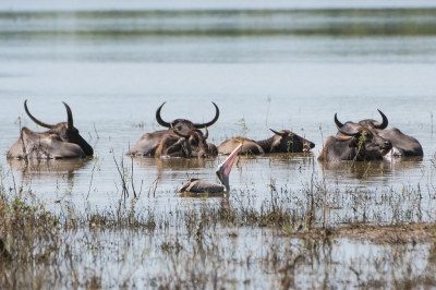 <i class='fa fa-user'></i>&nbsp;martin lok&nbsp;|   Grijze Pelikaan&nbsp; <i class='fa fa-eye'>&nbsp;332</i> &nbsp; <i class='fa fa-comment-o'>&nbsp;0</i>