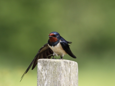 Een foto van afgelopen lente. Deze zwaluw zat half te slapen op een paaltje, waardoor ik de vogel goed kon benaderen.