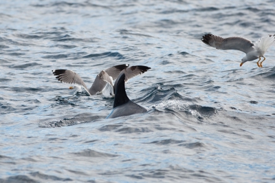 <i class='fa fa-user'></i>&nbsp;Peter Heslenfeld&nbsp;|   Geelpootmeeuw&nbsp; <i class='fa fa-eye'>&nbsp;377</i> &nbsp; <i class='fa fa-comment-o'>&nbsp;1</i>