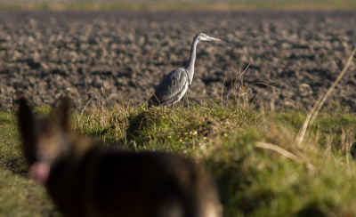 Erop uit voor de MO. Geen zwaan te bekennen, wel een reiger. Uiteraard was onze trouwe viervoeter ook van de partij.