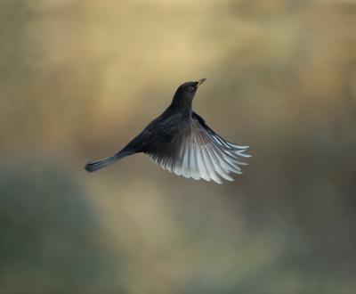 <i class='fa fa-user'></i>&nbsp;Ton D�pp&nbsp;|   Merel&nbsp; <i class='fa fa-eye'>&nbsp;681</i> &nbsp;<i class='fa fa-thumbs-up'>&nbsp;29</i> &nbsp; <i class='fa fa-comment-o'>&nbsp;22</i>