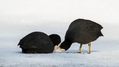 <i class='fa fa-user'></i>&nbsp;Van de Velde Frank&nbsp;|   Meerkoet&nbsp; <i class='fa fa-eye'>&nbsp;298</i> &nbsp;<i class='fa fa-thumbs-up'>&nbsp;2</i> &nbsp; <i class='fa fa-comment-o'>&nbsp;8</i>