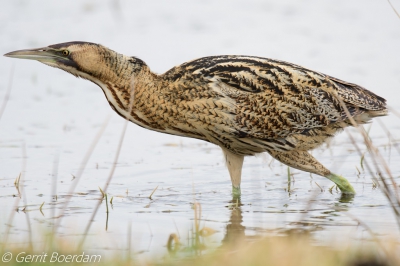 vandaag de roerdomp van heel dichtbij kunnen fotografen, nu bijna mm teveel