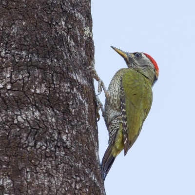 <i class='fa fa-user'></i>&nbsp;Paul van Giersbergen&nbsp;|   Kleine Schubbuikspecht&nbsp; <i class='fa fa-eye'>&nbsp;254</i> &nbsp; <i class='fa fa-comment-o'>&nbsp;6</i>
