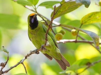 <i class='fa fa-user'></i>&nbsp;Paul van Giersbergen&nbsp;|   Goudvoorhoofdbladvogel&nbsp; <i class='fa fa-eye'>&nbsp;210</i> &nbsp; <i class='fa fa-comment-o'>&nbsp;0</i>