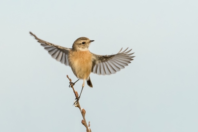 Het was weer enorm genieten van dit geweldig mooie vogeltje, de roodborsttapuit. Deze fladderde van boomtak tot rietstengel