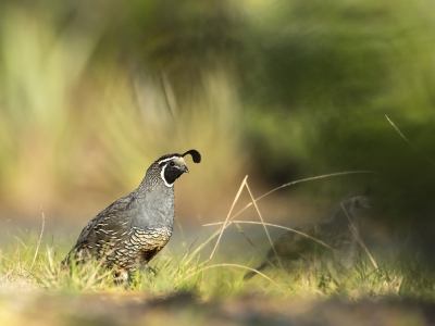 <i class='fa fa-user'></i>&nbsp;Bert Ooms&nbsp;|   Californische Kuifkwartel&nbsp; <i class='fa fa-eye'>&nbsp;396</i> &nbsp;<i class='fa fa-thumbs-up'>&nbsp;6</i> &nbsp; <i class='fa fa-comment-o'>&nbsp;7</i>