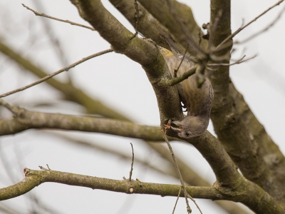 <i class='fa fa-user'></i>&nbsp;SylviavdSteen&nbsp;|   Grote Kruisbek&nbsp; <i class='fa fa-eye'>&nbsp;357</i> &nbsp; <i class='fa fa-comment-o'>&nbsp;4</i>