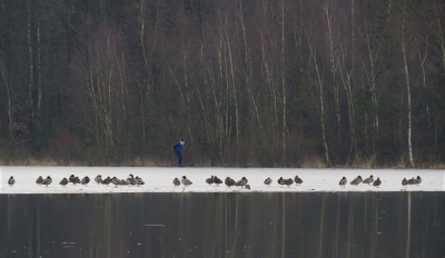 <i class='fa fa-user'></i>&nbsp;sieb&nbsp;|   Wilde Eend&nbsp; <i class='fa fa-eye'>&nbsp;375</i> &nbsp;<i class='fa fa-thumbs-up'>&nbsp;2</i> &nbsp; <i class='fa fa-comment-o'>&nbsp;12</i>