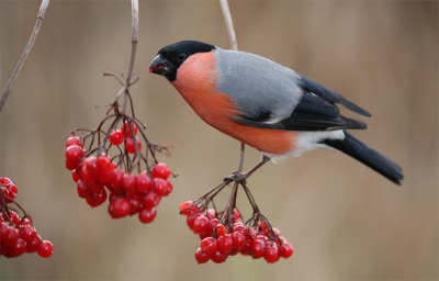 Enkele weken zonder comp.gezeten.Kan vanaf nu terug iets op het net zetten.Dit mannetje hangend aan een bessen tak en met de pootjes erop deze keer.Het is alleen jammer dat de takken van gelderse roos zo triestig van kleur zijn.