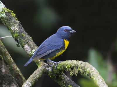 <i class='fa fa-user'></i>&nbsp;janusjansen&nbsp;|   Blauw-gouden Tangare&nbsp; <i class='fa fa-eye'>&nbsp;277</i> &nbsp;<i class='fa fa-thumbs-up'>&nbsp;1</i> &nbsp; <i class='fa fa-comment-o'>&nbsp;3</i>