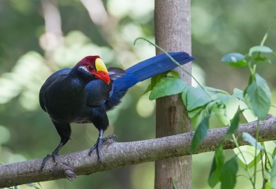 <i class='fa fa-user'></i>&nbsp;charlysax&nbsp;|   Violette Toerako&nbsp; <i class='fa fa-eye'>&nbsp;337</i> &nbsp; <i class='fa fa-comment-o'>&nbsp;3</i>