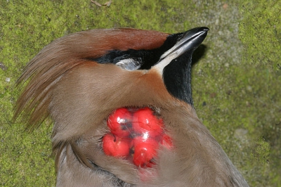 <i class='fa fa-user'></i> berkhoudt | Pestvogel  <i class='fa fa-eye'> 2275</i>   <i class='fa fa-comment-o'> 14</i>