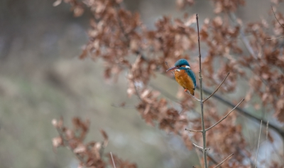 Dit IJsvogel vrouwtje trok zich niets van me aan, en heeft zo uren op de zelfde plek gezeten.