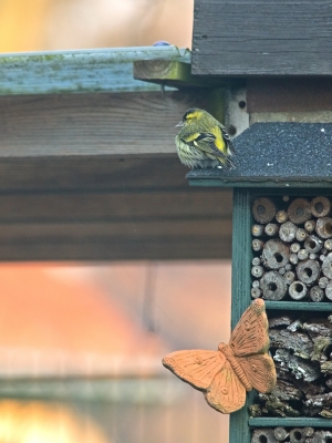 Het was - 10. Ineens begon de kat vanachter het raam enorm te piepen. Wat was het geval? Een nieuw soort was de tuin in gevlogen. Het vogeltjes was uitgehongerd. En bleef geruime tijd bij de nootjes eten. Daarna werd het insectenhotel bezocht. De kat binnengehouden.