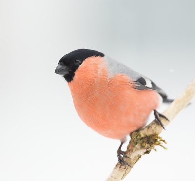 <i class='fa fa-user'></i>&nbsp;Annie Keizer&nbsp;|   Goudvink&nbsp; <i class='fa fa-eye'>&nbsp;429</i> &nbsp;<i class='fa fa-thumbs-up'>&nbsp;1</i> &nbsp; <i class='fa fa-comment-o'>&nbsp;10</i>