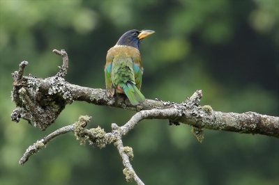 <i class='fa fa-user'></i>&nbsp;Martjan Lammertink&nbsp;|   Grote Baardvogel&nbsp; <i class='fa fa-eye'>&nbsp;260</i> &nbsp; <i class='fa fa-comment-o'>&nbsp;5</i>