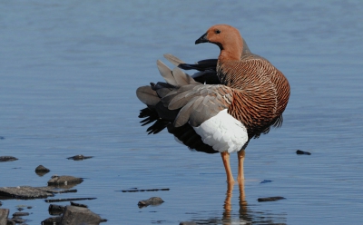 <i class='fa fa-user'></i>&nbsp;Nol Baarschers&nbsp;|   Magelhaengans&nbsp; <i class='fa fa-eye'>&nbsp;323</i> &nbsp; <i class='fa fa-comment-o'>&nbsp;2</i>