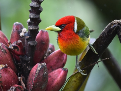 <i class='fa fa-user'></i>&nbsp;janusjansen&nbsp;|   Roodkopbaardvogel&nbsp; <i class='fa fa-eye'>&nbsp;369</i> &nbsp;<i class='fa fa-thumbs-up'>&nbsp;4</i> &nbsp; <i class='fa fa-comment-o'>&nbsp;10</i>