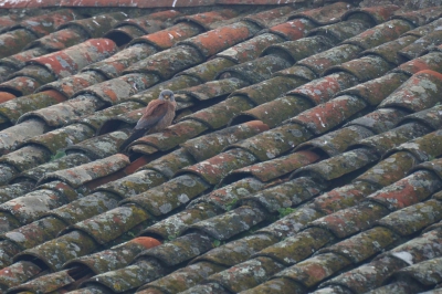 Ze zijn weer terug, de Kleine torenvalken.
Deze zat mooi op het dak van een oude schuur.