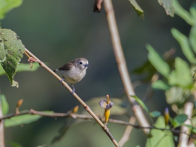 <i class='fa fa-user'></i>&nbsp;Paul van Giersbergen&nbsp;|   Nilgirihoningvogel&nbsp; <i class='fa fa-eye'>&nbsp;195</i> &nbsp; <i class='fa fa-comment-o'>&nbsp;0</i>