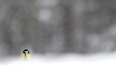 <i class='fa fa-user'></i>&nbsp;Chris van Rijswijk&nbsp;|   Koolmees&nbsp; <i class='fa fa-eye'>&nbsp;500</i> &nbsp;<i class='fa fa-thumbs-up'>&nbsp;12</i> &nbsp; <i class='fa fa-comment-o'>&nbsp;14</i>