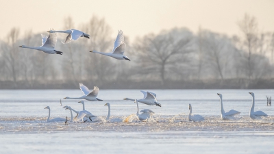 <i class='fa fa-user'></i>&nbsp;Bert Ooms&nbsp;|   Wilde Zwaan&nbsp; <i class='fa fa-eye'>&nbsp;400</i> &nbsp;<i class='fa fa-thumbs-up'>&nbsp;9</i> &nbsp; <i class='fa fa-comment-o'>&nbsp;10</i>