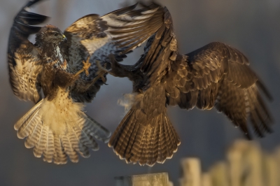 <i class='fa fa-user'></i>&nbsp;Kees van de Wege&nbsp;|   Buizerd&nbsp; <i class='fa fa-eye'>&nbsp;422</i> &nbsp; <i class='fa fa-comment-o'>&nbsp;10</i>