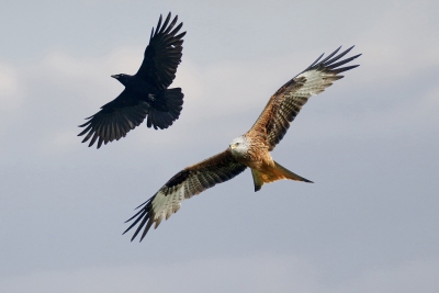 <i class='fa fa-user'></i>&nbsp;Gejo Wassink&nbsp;|   Rode Wouw&nbsp; <i class='fa fa-eye'>&nbsp;676</i> &nbsp;<i class='fa fa-thumbs-up'>&nbsp;6</i> &nbsp; <i class='fa fa-comment-o'>&nbsp;16</i>