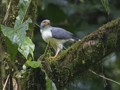 <i class='fa fa-user'></i>&nbsp;janusjansen&nbsp;|   Kleine Bonte Buizerd&nbsp; <i class='fa fa-eye'>&nbsp;500</i> &nbsp;<i class='fa fa-thumbs-up'>&nbsp;12</i> &nbsp; <i class='fa fa-comment-o'>&nbsp;14</i>