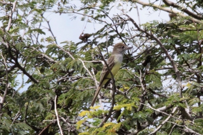 Ik had  mijn eerste officiele BP foto geupload en ik dacht dat het een cayennetiran was maar dat is waarschijnlijk niet zo.
Deze foto heb ik op een andere locatie gemaakt.
Ik heb deze vogel de naam cayennetiran gegeven maar klopt dit wel.