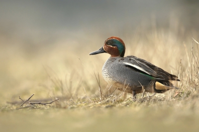 <i class='fa fa-user'></i>&nbsp;Frank Kremer&nbsp;|   Wintertaling&nbsp; <i class='fa fa-eye'>&nbsp;728</i> &nbsp;<i class='fa fa-thumbs-up'>&nbsp;20</i> &nbsp; <i class='fa fa-comment-o'>&nbsp;23</i>