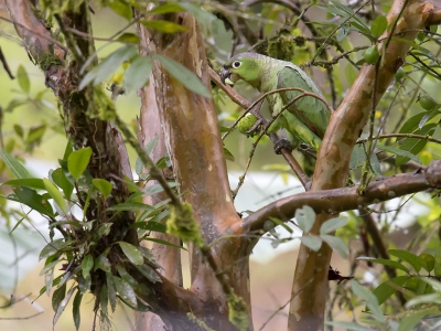 <i class='fa fa-user'></i>&nbsp;janusjansen&nbsp;|   Guatemala-amazone&nbsp; <i class='fa fa-eye'>&nbsp;260</i> &nbsp; <i class='fa fa-comment-o'>&nbsp;1</i>