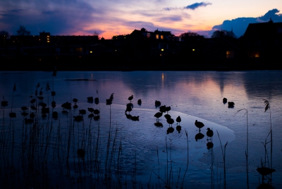 <i class='fa fa-user'></i>&nbsp;Henri Aantjes&nbsp;|   Meerkoet&nbsp; <i class='fa fa-eye'>&nbsp;413</i> &nbsp;<i class='fa fa-thumbs-up'>&nbsp;9</i> &nbsp; <i class='fa fa-comment-o'>&nbsp;11</i>