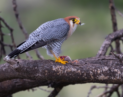 <i class='fa fa-user'></i>&nbsp;peterh50&nbsp;|   Roodkopsmelleken&nbsp; <i class='fa fa-eye'>&nbsp;481</i> &nbsp;<i class='fa fa-thumbs-up'>&nbsp;4</i> &nbsp; <i class='fa fa-comment-o'>&nbsp;10</i>