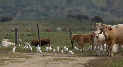 Koereiger.MMMMMMMMMMMMMMMMMMMMMMMMMMMMMMMMMMMMMMMMMMMMMMMMMMMMMMMMMMMMMMMMMMMMMMMMMMMMMMMMMMMMMMMMMMMMMMMMMMMMMMMMMMMMMMMMMMMMMMMMMMMMMMMMMMMMMMMMMMMMMMMMMMMMMMMMMMMMMMMMMMMM